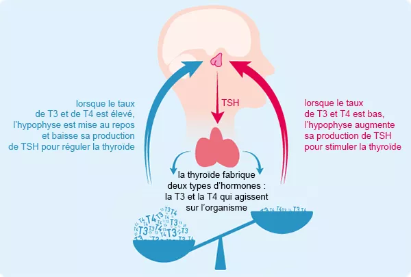 thyroidie, hypothyroïde, solutions naturelles