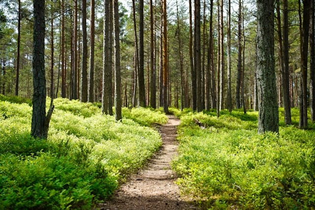 gestion du stress balade en nature